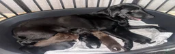 Labrador Retriever dogs for sale: Labrador puppies for sale  in Widnes - Advert 24