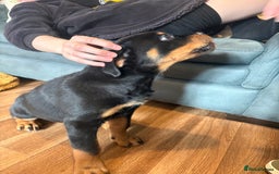 Rottweiler dogs for sale: Rottweiler KC reg - Image 2