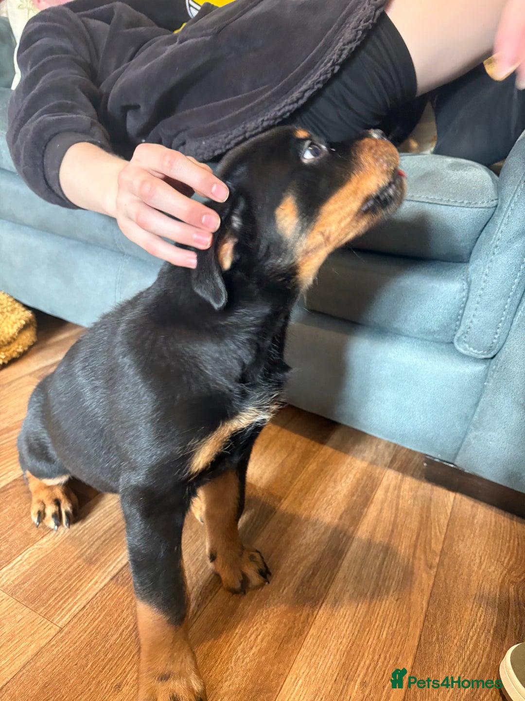 Rottweiler dogs for sale: Rottweiler KC reg - Image 2