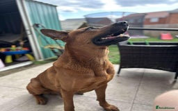 Belgian Shepherd Dog dogs for sale: Litter  - Image 29
