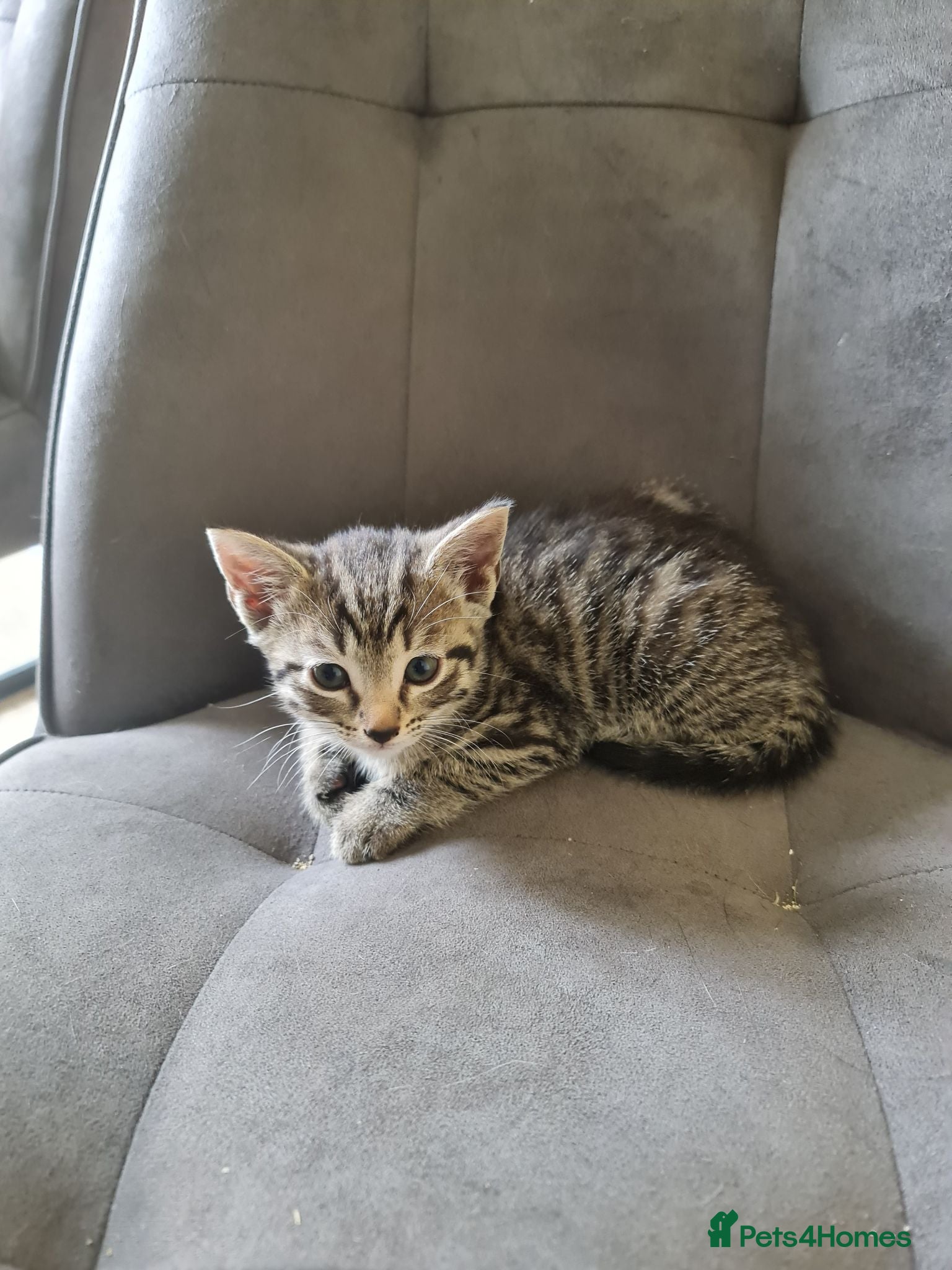 British Shorthair cats Kitten for rehome - Advert 1