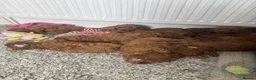 Cockapoo dogs for sale: Beautiful Red F1B cockapoo puppies in Barnsley - Advert 5