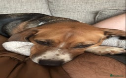 Beagle dogs for sale: Rehoming female beagle - Pickles - Image 2