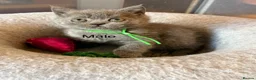 British Shorthair cats for sale: British Shorthair kittens open for reservations  - Advert 17