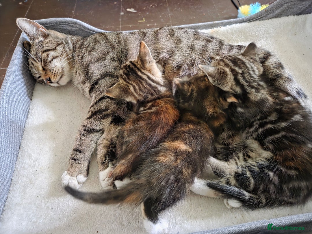 Mixed Breed cats for sale: 3 Beautiful girls looking for forever homes - Image 4