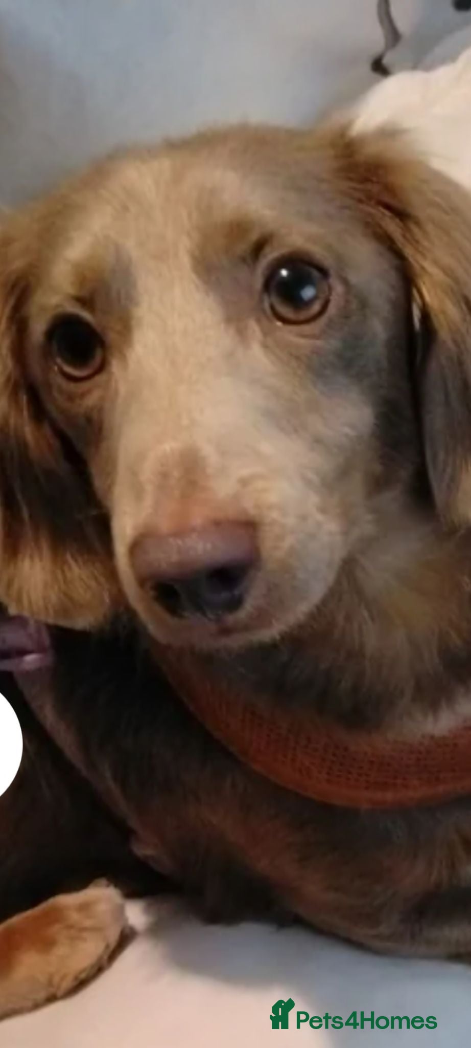 Dachshund dogs Female dachshund  - Advert 1