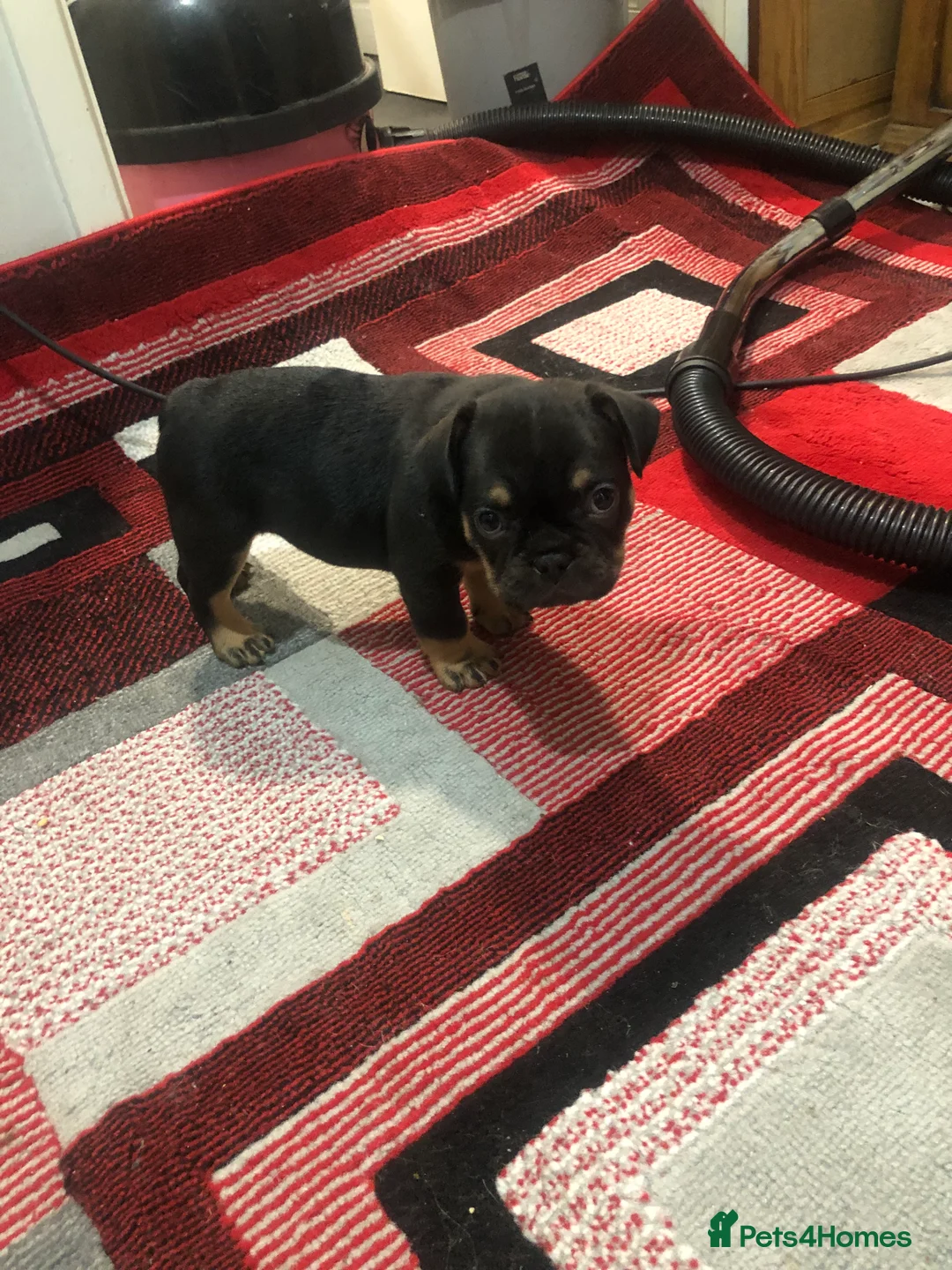 French Bulldog dogs for sale: 2x French Bulldogs 2x Male  - Advert 2