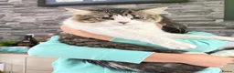 British Longhair cats for sale: Rehoming for Longhair Male Cat  - Advert 3