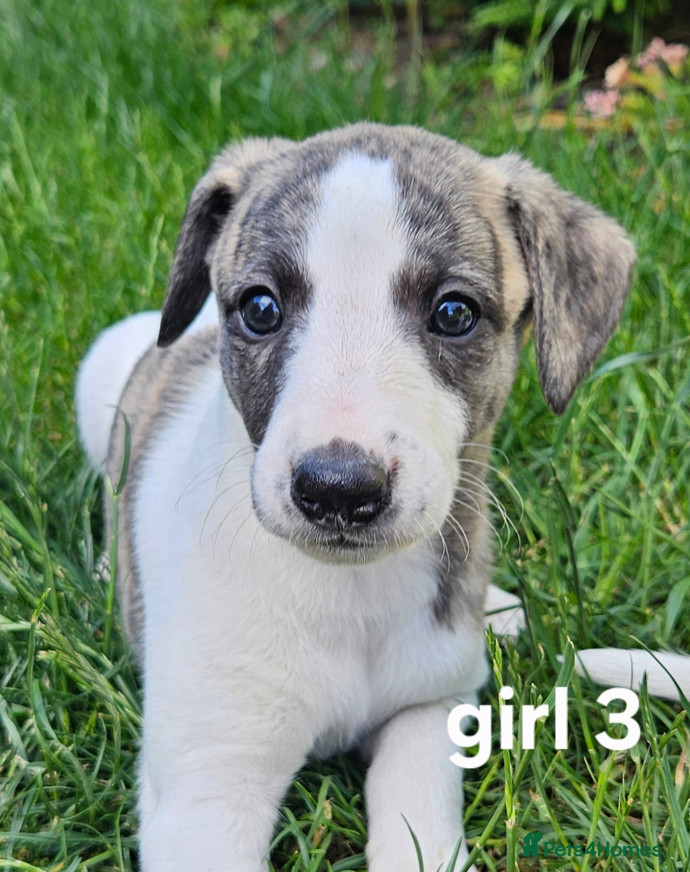 Whippet dogs KC reg Whippet puppies - Advert 1