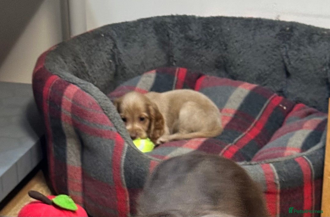 Cocker Spaniel dogs for sale: Beautiful show type puppies  - Image 4