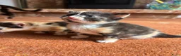 Mixed Breed cats for sale: Beautiful Calico & Ginger Kittens. Ready in 3 week - Advert 13