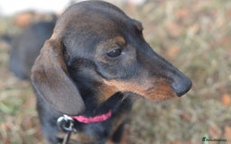 Miniature Dachshund dogs for sale: Miniature Wirehaired Dachshund Boy and Girl in Stowmarket - Image 6
