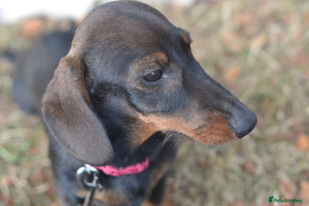 Miniature Dachshund dogs for sale: Miniature Wirehaired Dachshund Boy and Girl in Stowmarket - Image 6