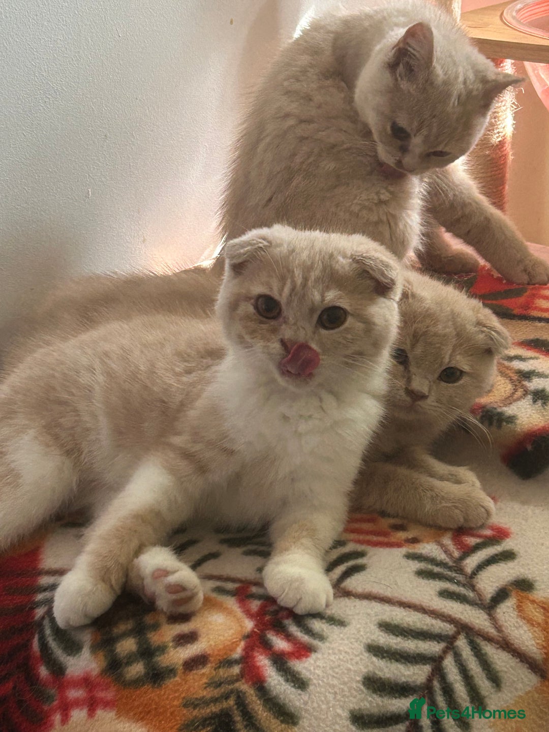 Scottish Fold cats for sale: 🩷🩷🌸Scottish Straight Girl Ready now 🩷🌸 in Haywards Heath - Image 30