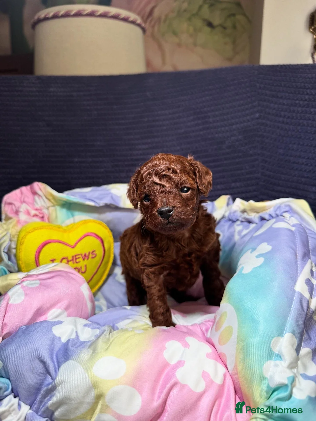 Toy Poodle dogs for sale: Asian micro poodle-you can join in to waiting list - Advert 7