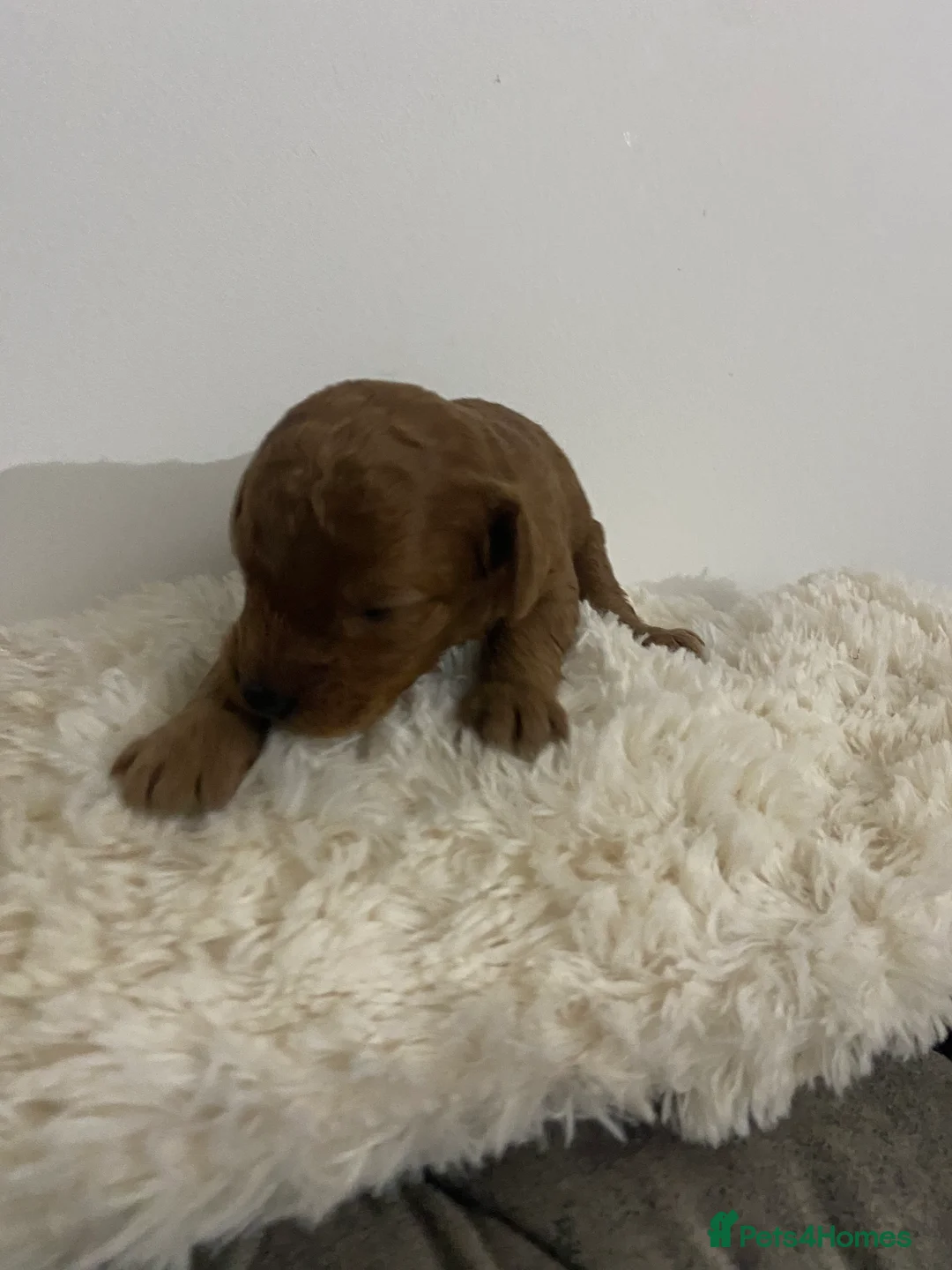 Cockapoo dogs for sale: Toy Poodle Cross Puppies, Mum & Dad Seen, London - Advert 20