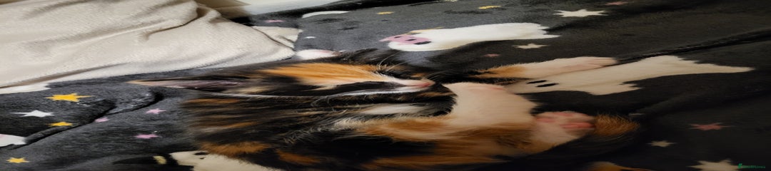 Mixed Breed Kitten 5