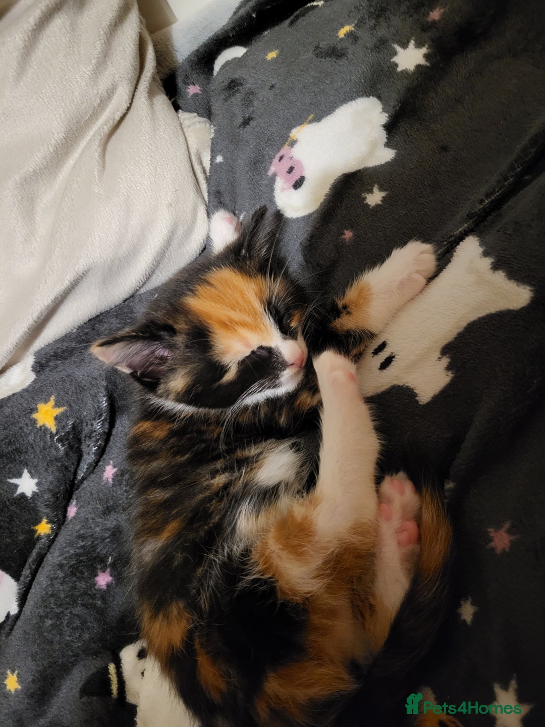 Mixed Breed cats for sale: Mixed kittens for sale, wide range of variety. - Advert 18