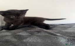 Ragdoll cats for sale: Beautiful Ragdoll X Kittens For Sale 🐾  - Image 22