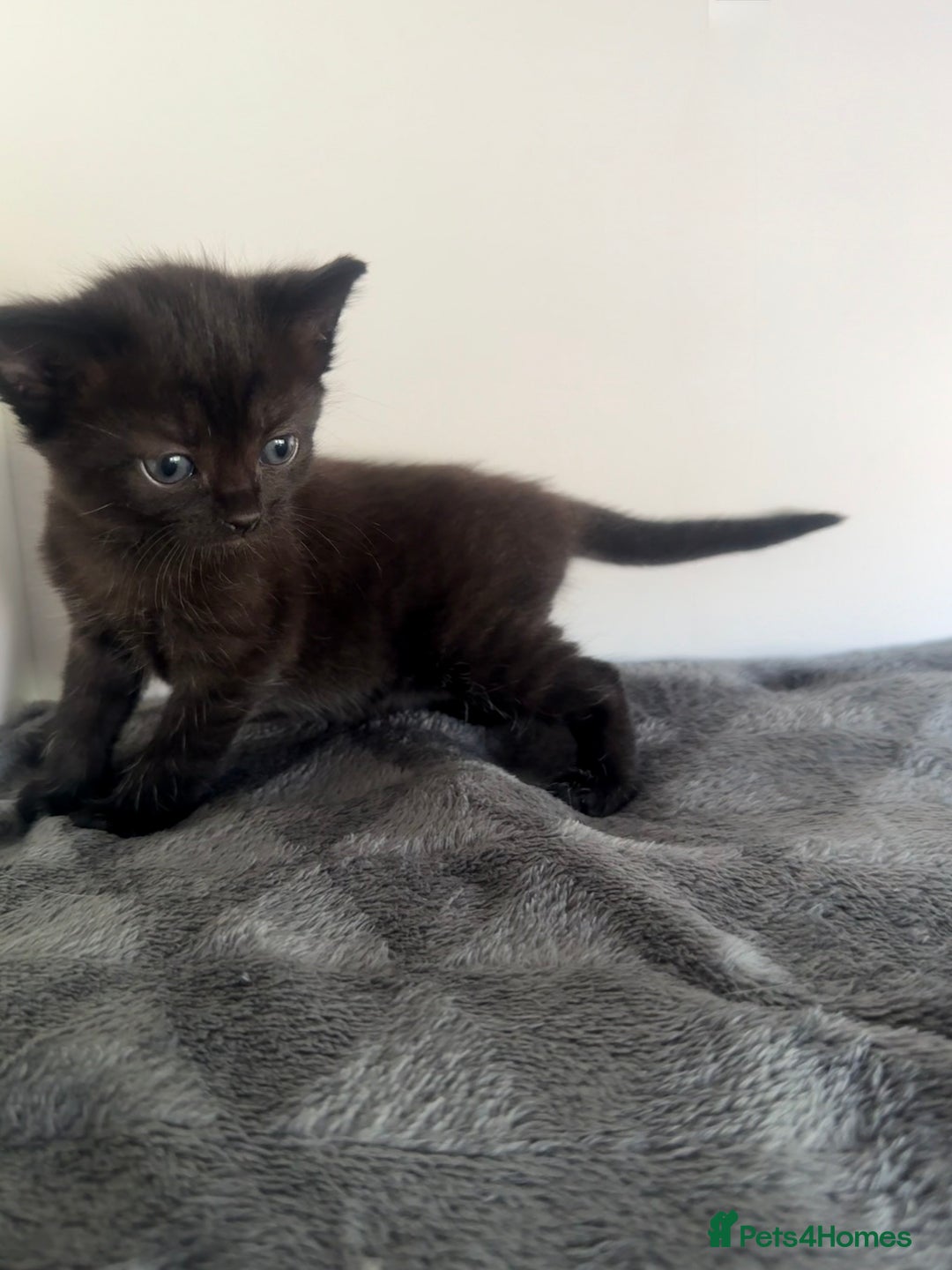 Ragdoll cats for sale: Beautiful Ragdoll X Kittens For Sale 🐾  - Image 22