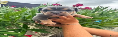 Olde English Bulldogge 9