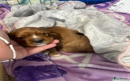 Cavalier King Charles Spaniel dogs for sale: Ruby cavalier king charles - Image 15