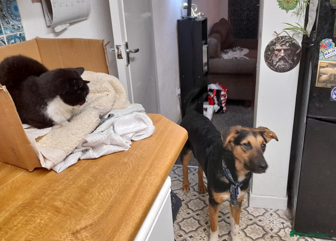 Mixed Breed dogs for adoption: URGENT: 💙🐶 BRUNO -The Big, Loving 10 month Boy - Advert 6