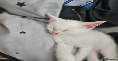 Mixed Breed cats - Advert 3