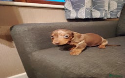 Miniature Dachshund dogs for sale: Miniature Dachshund  - Image 16