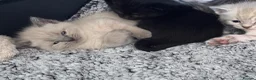 Mixed Breed cats for sale: 5 beautiful kittens  - Advert 30