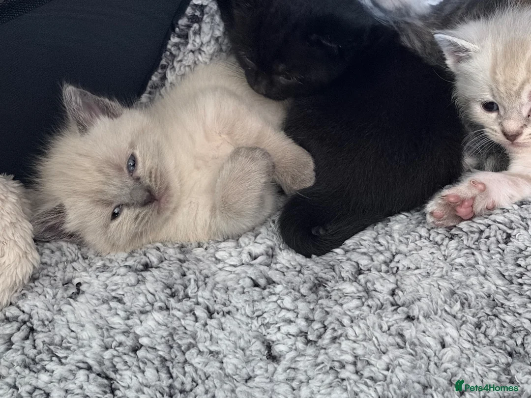 Mixed Breed cats for sale: 5 beautiful kittens  - Advert 30