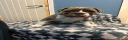 Dorset Olde Tyme Bulldogge dogs for sale: READY TO LEAVE olde tyme bulldogs puppies  - Advert 17