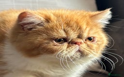 Exotic cats for sale: Exotic kiittens - Image 2
