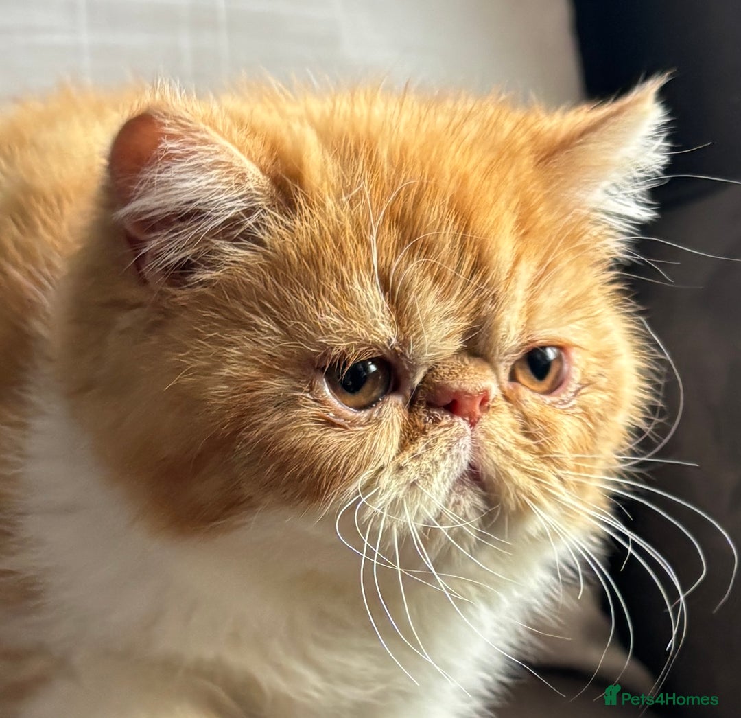 Exotic cats for sale: Exotic kiittens - Image 2