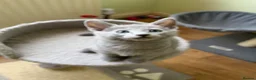 Russian Blue cats for sale: TICA 5* pedigree Russian blue kittens  - Advert 7