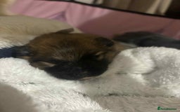 Mixed Breed dogs for sale: Little boy paparainion 🥰 - Image 1