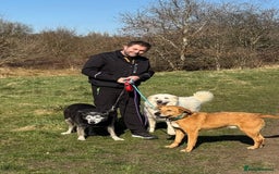 Mixed Breed dogs for adoption: ALBER - Complex but loving lad  - Image 3