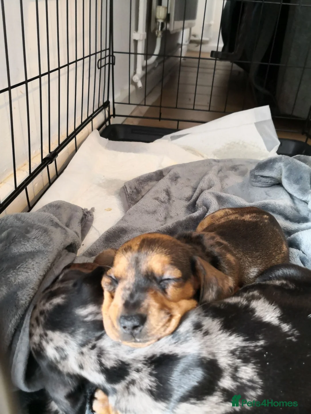 Miniature Dachshund dogs for sale: Beautiful miniature dachshund pups  in Bridgend - Advert 2