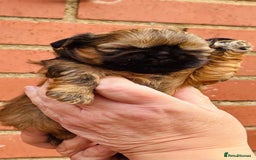 Shih Tzu dogs for sale: Handsome shih tzu boy puppies  - Image 4