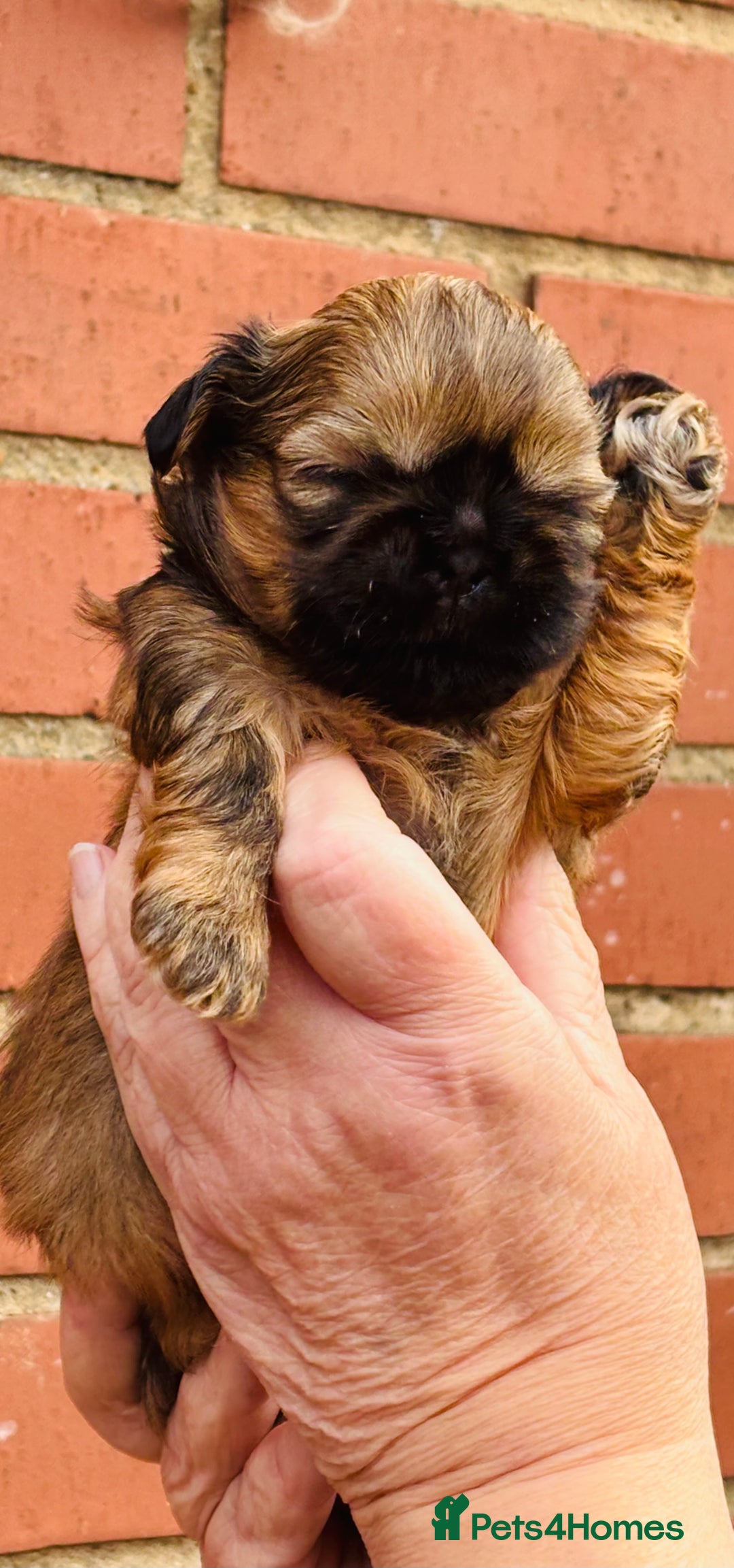 Shih Tzu dogs for sale: Handsome shih tzu boy puppies  - Image 4