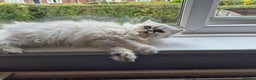 Persian cats for sale: Beautiful female Persian  - Advert 2