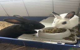 Mini Lop rabbits for sale: Loly & Popp mini lop boys looking for forever home - Image 4