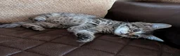 Bengal cats for sale: Playful and Friendly Bengal kittens - Advert 4