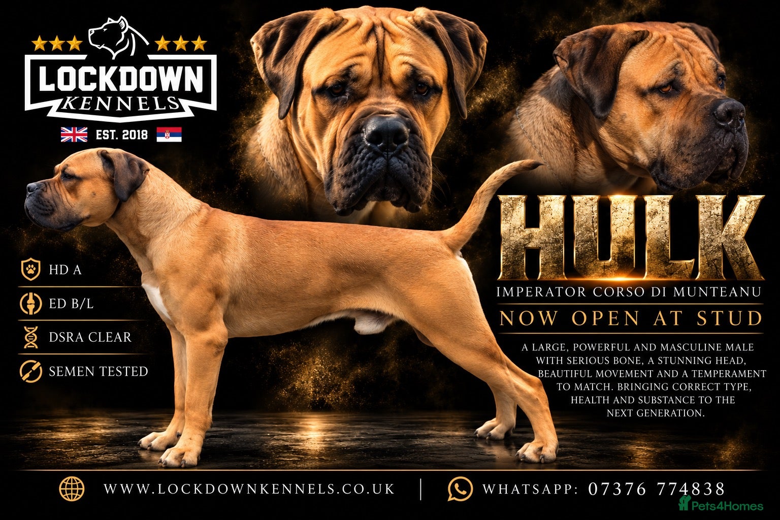 Cane Corso dogs Lockdown Kennels UK ‘HULK’ - Advert 15