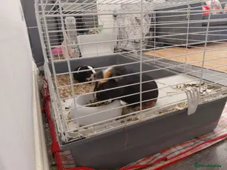 Guinea Pig rodents For adoption - Advert 1