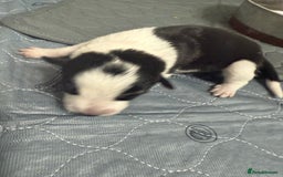 Border Collie dogs for sale: Border collie pups - Image 14