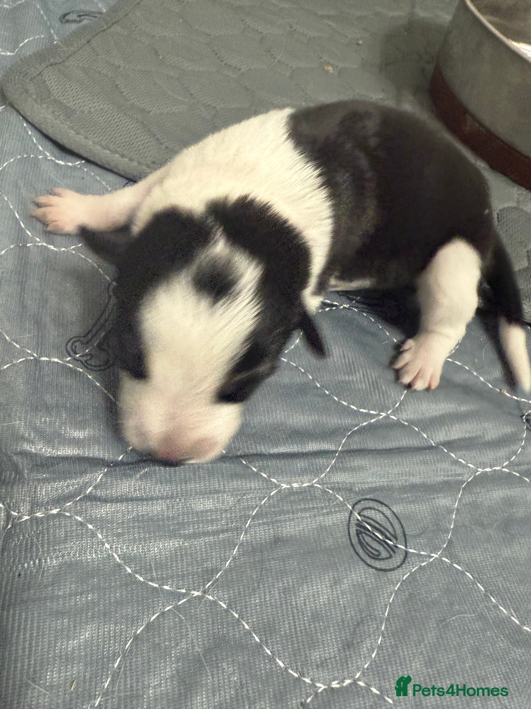 Border Collie dogs for sale: Border collie pups - Image 14