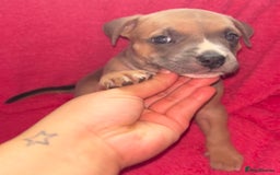 Mixed Breed dogs for sale: Beautiful chunky bully cross staffy pups tri /fawn - Image 24