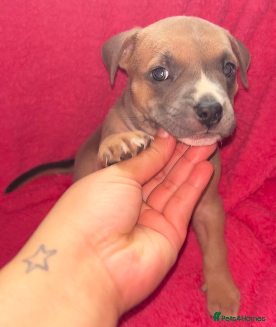 Mixed Breed dogs for sale: Beautiful chunky bully cross staffy pups tri /fawn - Image 24