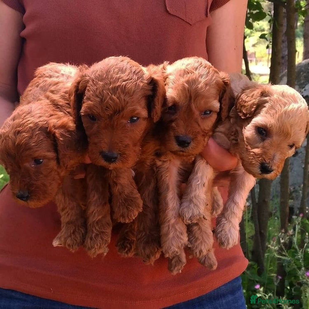 Toy Poodle dogs for sale: Adorable Toy Poodle Puppies – Ready  - Image 2